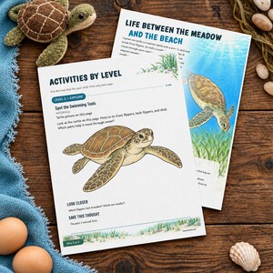 Puede incluir: Dos hojas de actividades educativas sobre tortugas marinas con ilustraciones y texto que incluye 'Activities by Level' y 'Life Between the Meadow and the Beach', acompa&ntilde;adas de una peque&ntilde;a tortuga de ganchillo, dos huevos y una concha.