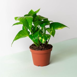 Golden Variegated Pothos “Goldiana” Live Trailing Indoor House Plant - 4” Pot