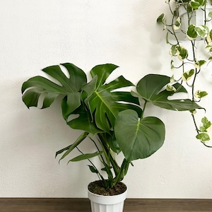 Large Form - Monstera Deliciosa House Plant - Swiss Cheese, Split Leaf, Philodendron- Tropical Plant - 6” Pot