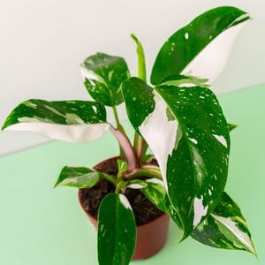 Large White Princess Philodendron, Rare House Plant, Variegated Philo - 4” Pot