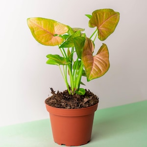 Syngonium “Strawberry Cream”: Arrowhead Plant, Easy Care, Colorful Indoor HousePlant