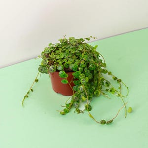 String of Turtles, Pet Friendly Trailing Plant - 4” Pot