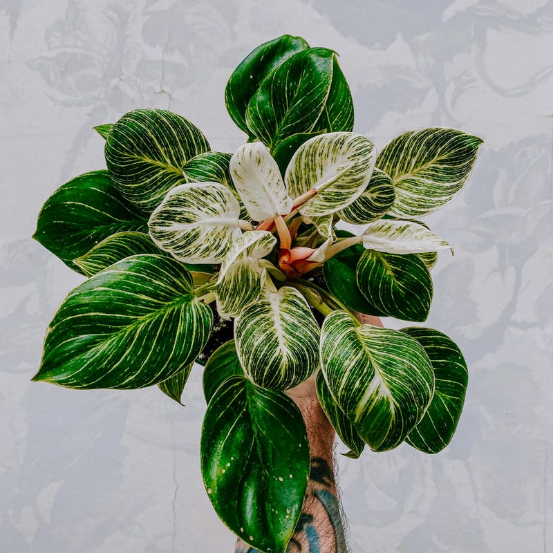 Variegated House Plants - Etsy