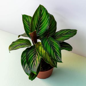Calathea Ornata: “Beauty Star” Live Tropical House Plant, Pet Friendly Prayer Plant, Indoor Home and Office Decor
