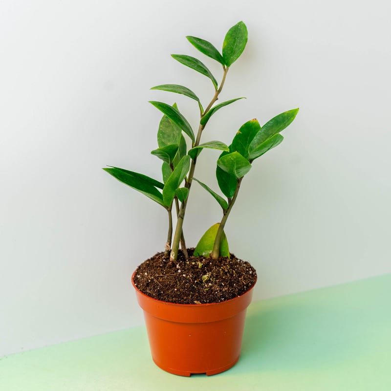 Artificial ZZ Plant