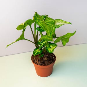 Syngonium “Batik” - Easy Care Unique House Plant - 4” Pot