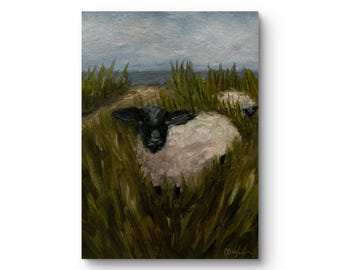 Little Sheep