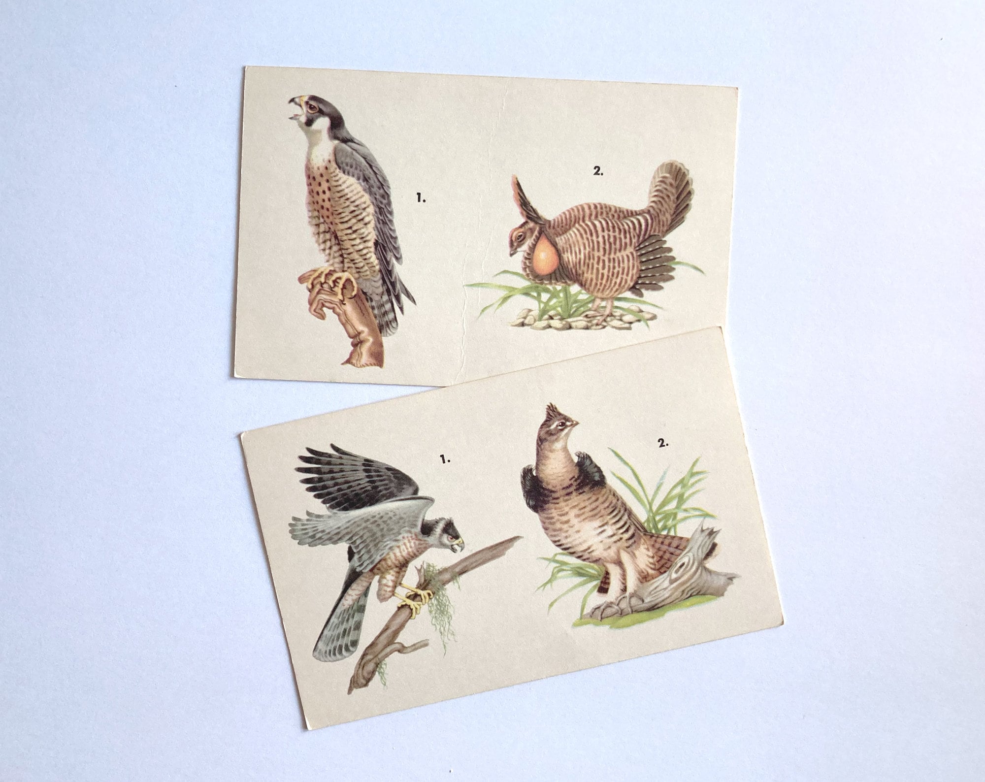 Vintage Bird Prints 2 Bird Flashcards Animal Flash Cards Etsy 日本