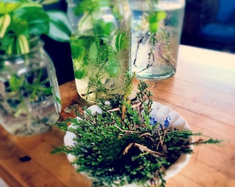 Rose of Jericho – Resurrection Plant – New Beginnings, Money Blessings & Protection – Spiritual Renewal – Conjure Ritual Tool