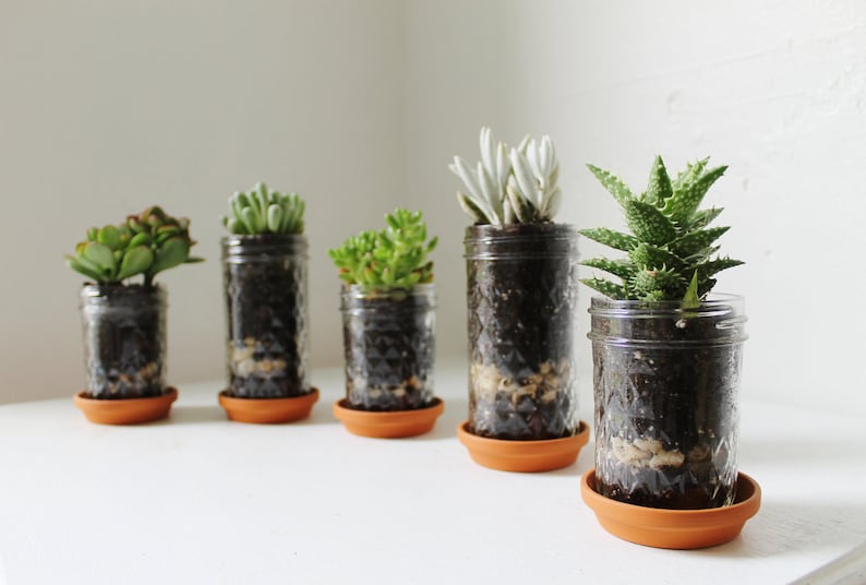 Mason Jar Planters With Drainage Set Of 5 UpCycled Jelly Jar And Terra Cotta Saucer Plates BootsNGus Modern Home & Garden Glass Pots image 1