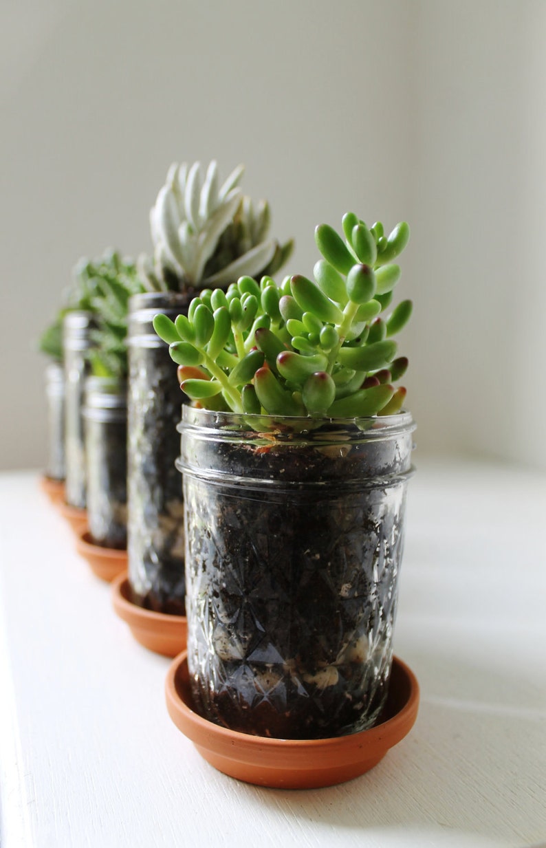 Mason Jar Planters With Drainage Set Of 5 UpCycled Jelly Jar And Terra Cotta Saucer Plates BootsNGus Modern Home & Garden Glass Pots image 2