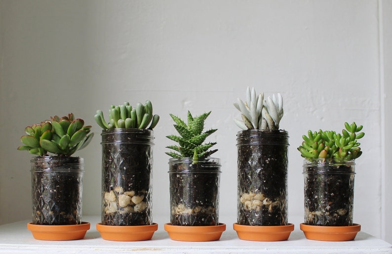 Mason Jar Planters With Drainage Set Of 5 UpCycled Jelly Jar And Terra Cotta Saucer Plates BootsNGus Modern Home & Garden Glass Pots image 3