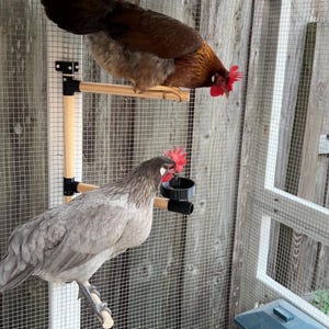 May include: A brown and gray rooster perched on a wooden perch inside a chicken coop. A gray hen is perched on a lower perch. The coop has a wire mesh front and a blue feeder.