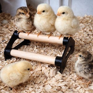 May include: Five fluffy baby chicks, some yellow and some brown, are gathered on a wooden bar and wood shavings. A black and wood-toned push-up bar is in the image. The chicks are a symbol of spring and new life.