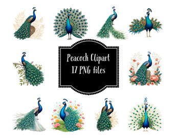 Paon PNG Clipart Téléchargement instantané des oiseaux amoureux des oiseaux PNG pour un usage personnel et commercial