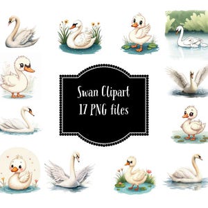 Swan PNG Clipart téléchargement numérique gracieux amateur d'oiseaux PNG pour usage personnel et commercial