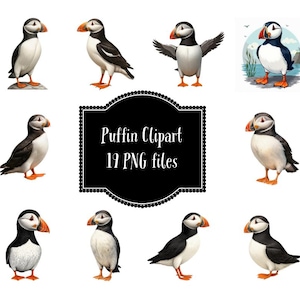 Puffin PNG Clipart Download digitale istantaneo Artic Bird Lover PNG per uso personale e commerciale