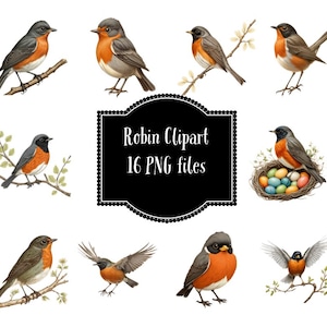 Rotkehlchen PNG Clipart Sofortiger digitaler Download Vogelliebhaber PNG für den persönlichen und kommerziellen Gebrauch