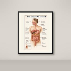 Könnte beinhalten: Ein gerahmtes Lehrplakat mit dem Titel THE DIGESTIVE SYSTEM, das eine detaillierte anatomische Darstellung des menschlichen Torsos mit beschrifteten inneren Organen wie Mund, Rachen, Speiseröhre, Leber, Magen, Bauchspeicheldrüse und Darm zeigt.