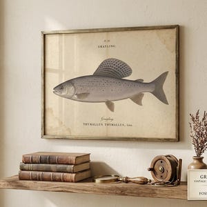 May include: A framed vintage scientific print of a grayling fish, labeled "GRAYLING" and "THYMALLUS THYMALLUS, Linn." The illustration features a detailed, monochromatic fish with a prominent dorsal fin on a beige, aged-looking paper background.