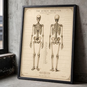 Może przedstawiać: Oprawiona rycina anatomiczna w stylu vintage zatytułowana THE HUMAN SKELETON, ANTERIOR AND POSTERIOR VIEWS. Przedstawia dwie szczegółowe ilustracje szkieletu na beżowym tle z ponumerowanymi etykietami i liniami wskazującymi struktury kostne.