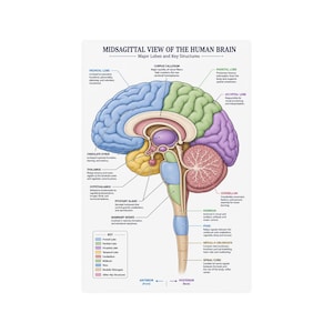 Puede incluir: Un póster educativo médico titulado Midsagittal View of the Human Brain. La ilustración presenta un corte transversal del cerebro con lóbulos y estructuras codificados por colores, incluyendo los lóbulos frontal, parietal y occipital.