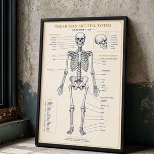 Może przedstawiać: Oprawiony plakat edukacyjny zatytułowany The Human Skeletal System, przedstawiający szczegółową czarno-białą ilustrację anatomiczną przedniego widoku ludzkiego szkieletu z etykietami wskazującymi poszczególne kości oraz legendą.