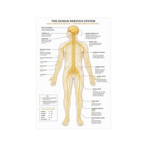 Op de afbeelding: Een educatieve poster getiteld THE HUMAN NERVOUS SYSTEM met een centrale anatomische illustratie van een menselijk lichaam waarbij de hersenen, het ruggenmerg en de perifere zenuwen in het geel op een witte achtergrond staan.
