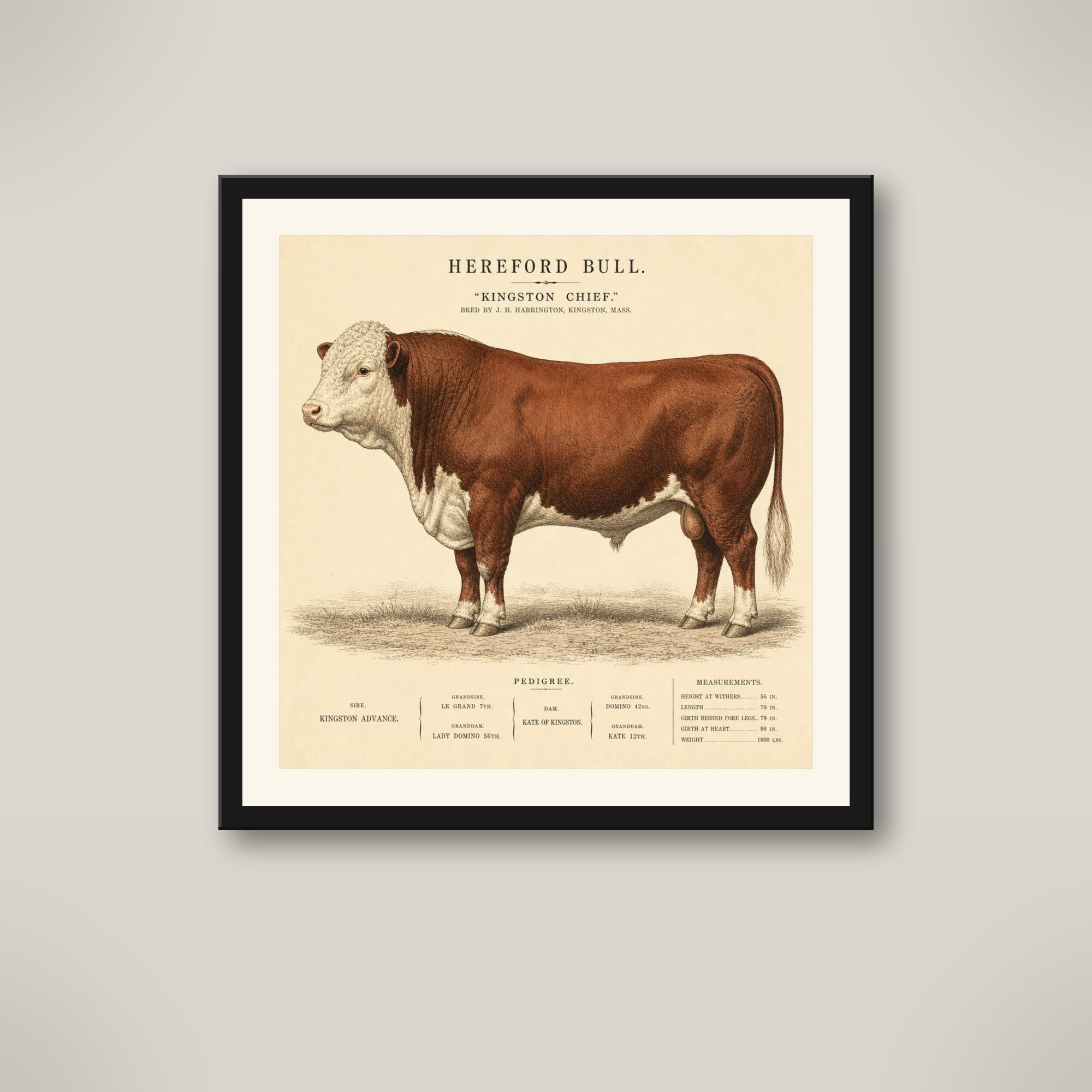 Vintage Hereford Bull - Etsy