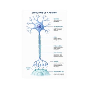 May include: A scientific diagram titled STRUCTURE OF A NEURON, illustrating a blue neuron with labeled parts including dendrites, cell body, axon, myelin sheath, node of Ranvier, synapse, synaptic cleft, and a postsynaptic cell with descriptive text.