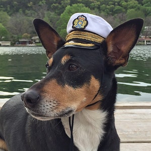 Dog in captains hat clearance