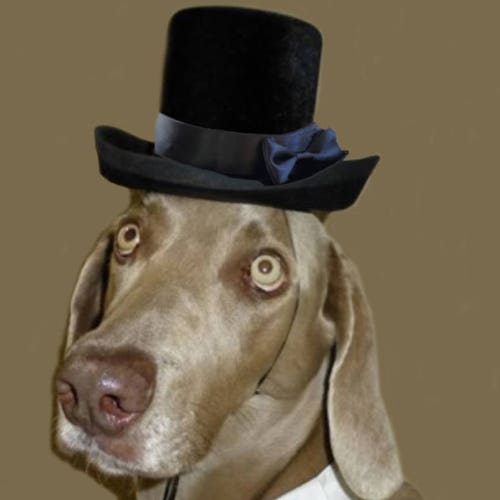 Cat Dog Top Hat the Aristocrat Black 