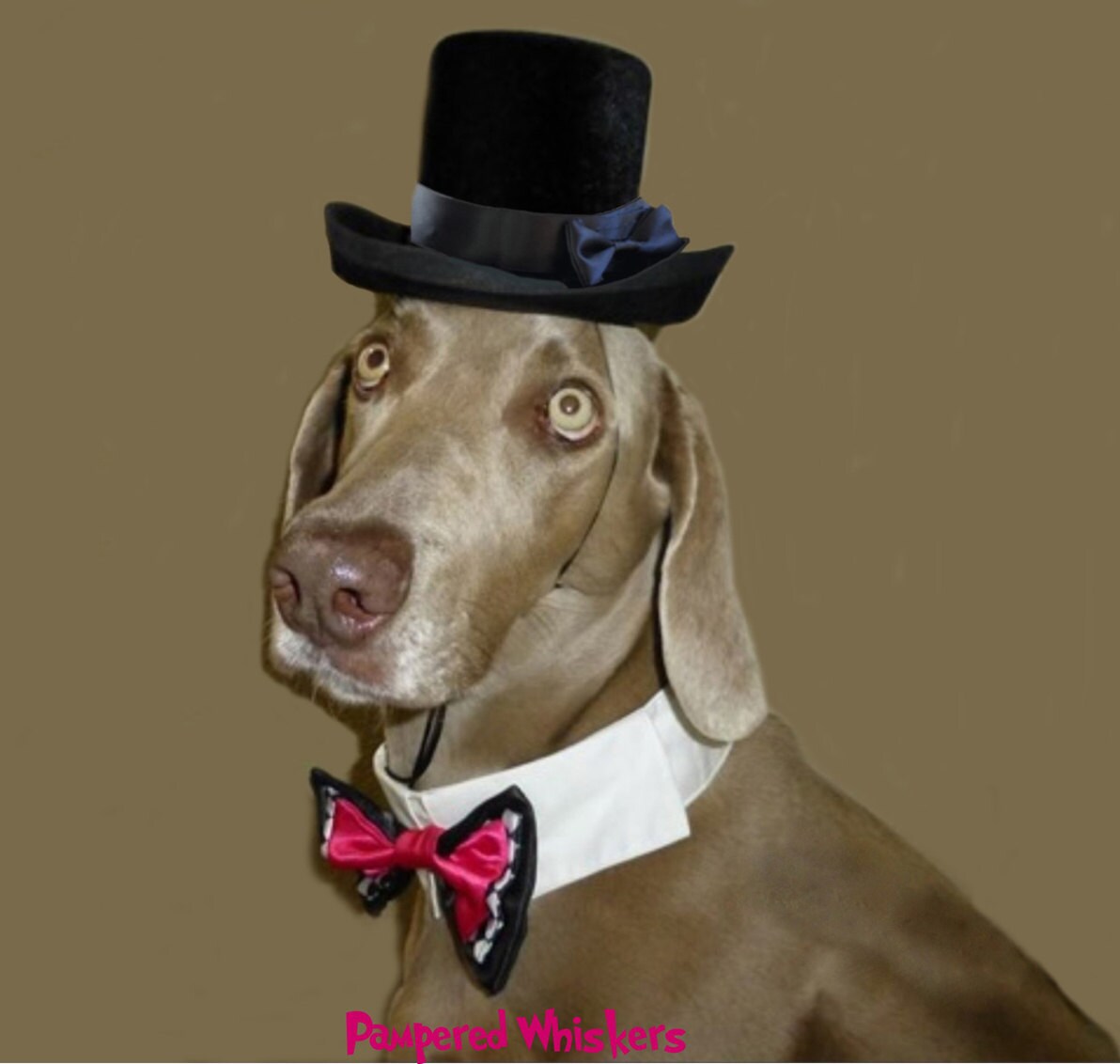 Dog Top Hat Cat Top Hat your choice of ribbon color Dog Etsy