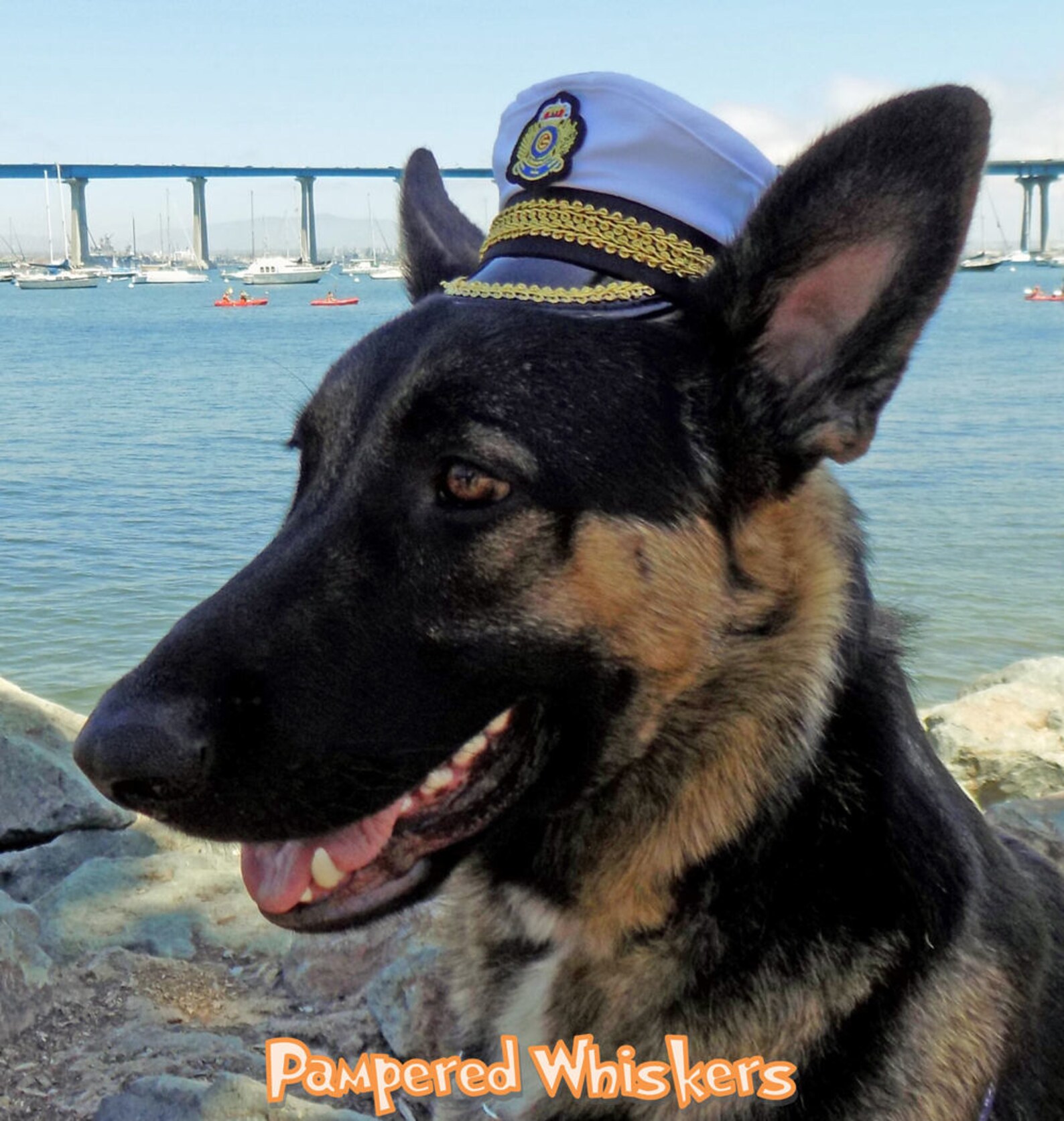 Black Dog Sailor