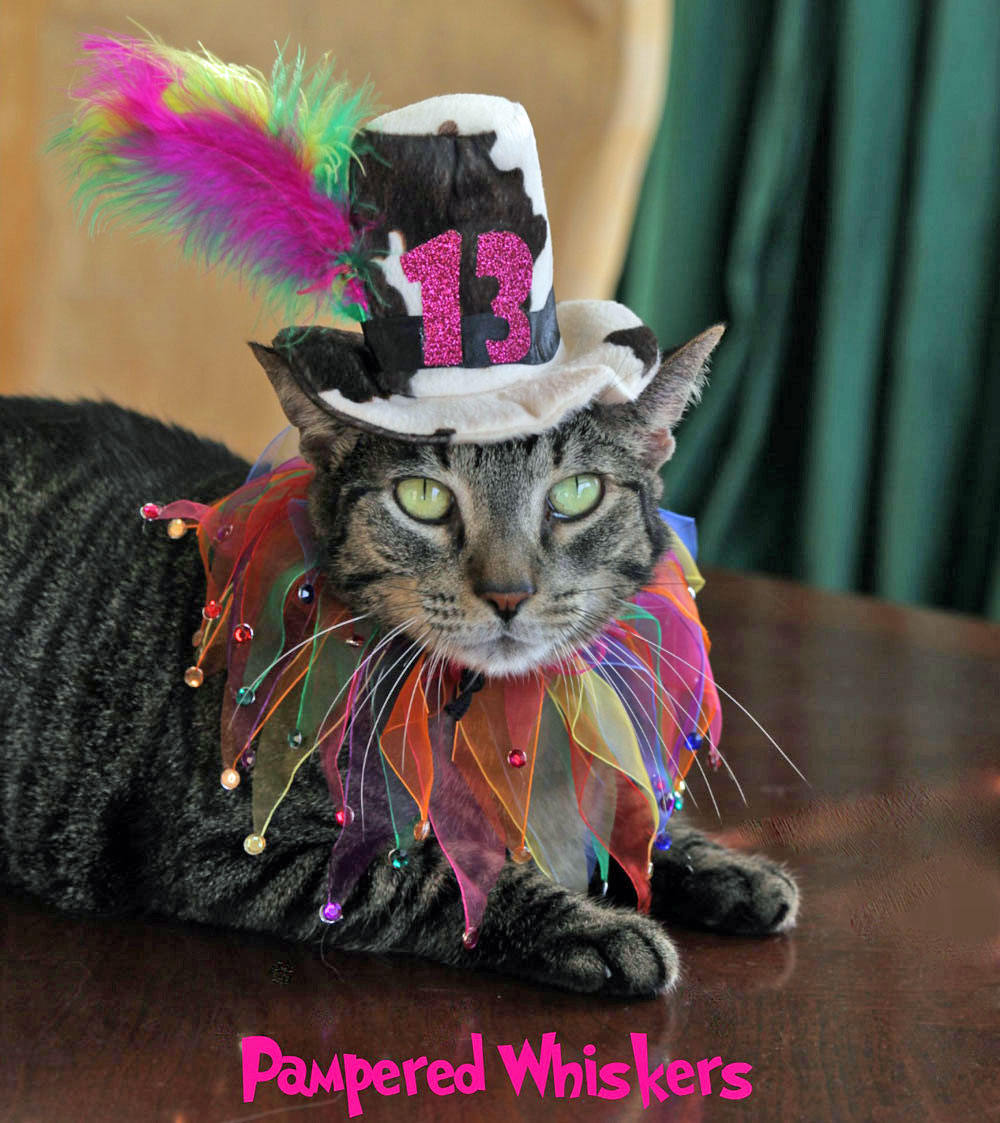 Cat Birthday Hat ll Cat Party Collar ll Cat Birthday Party ...
