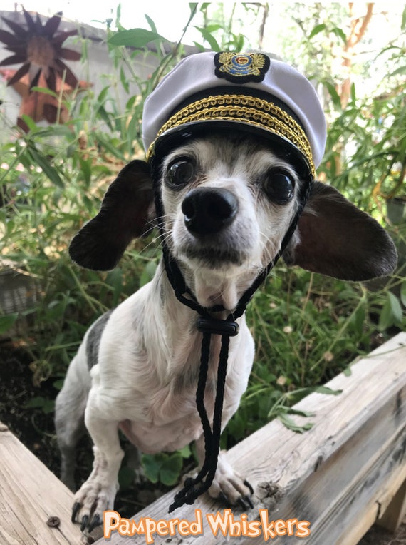 dog captain hat