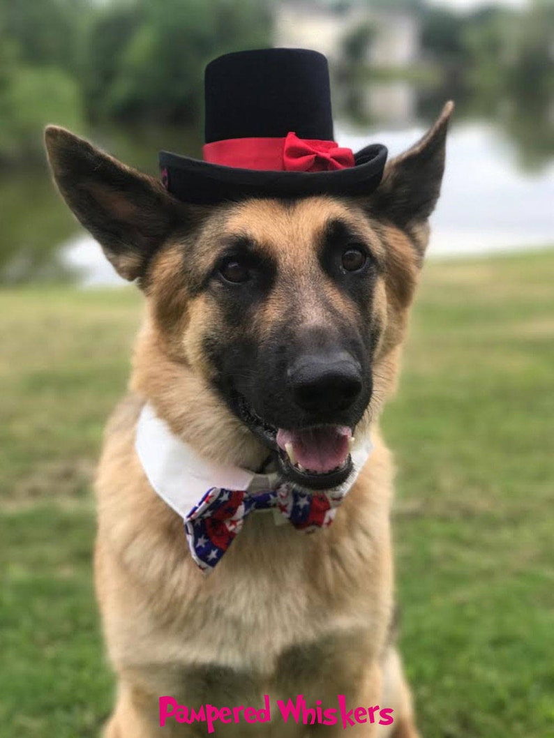 Пес шляпа. Собака в шляпе. Топ собак. Dog with hat красная. Собаки в стиле джентльмен.