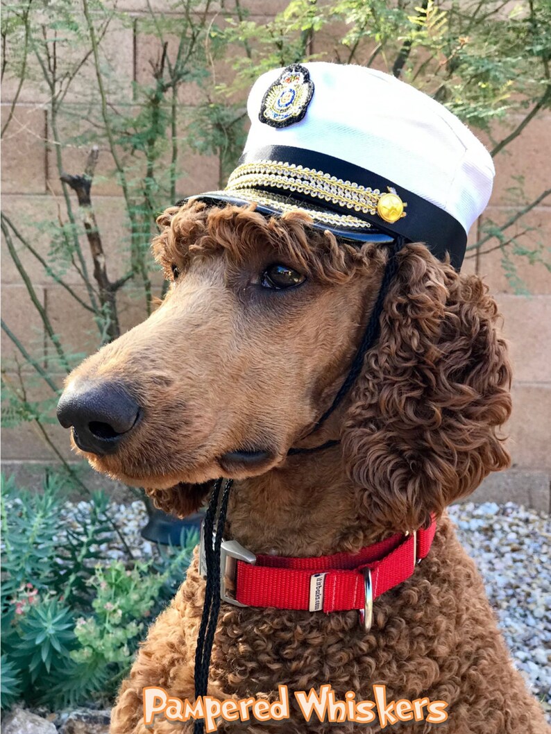 Captain hat for dogs and cats Etsy