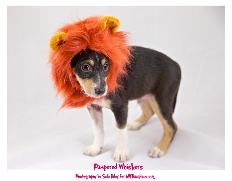 Lion Costume Hat for Cats and Dogs