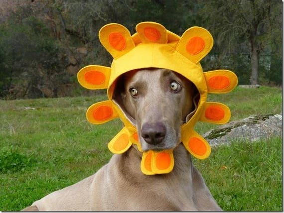 sunflower dog hat