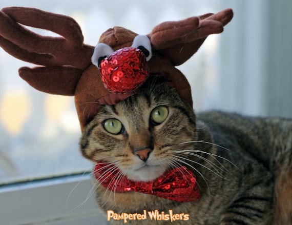 cat reindeer costume