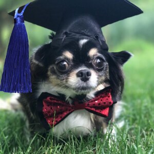 dog graduation hat