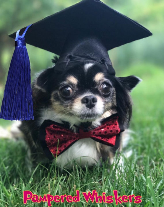 puppy graduation hat