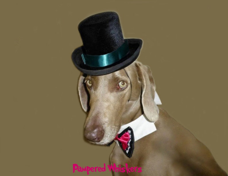 Dog Top Hat and Bow Tie for Large sized dogs with 2326 Etsy