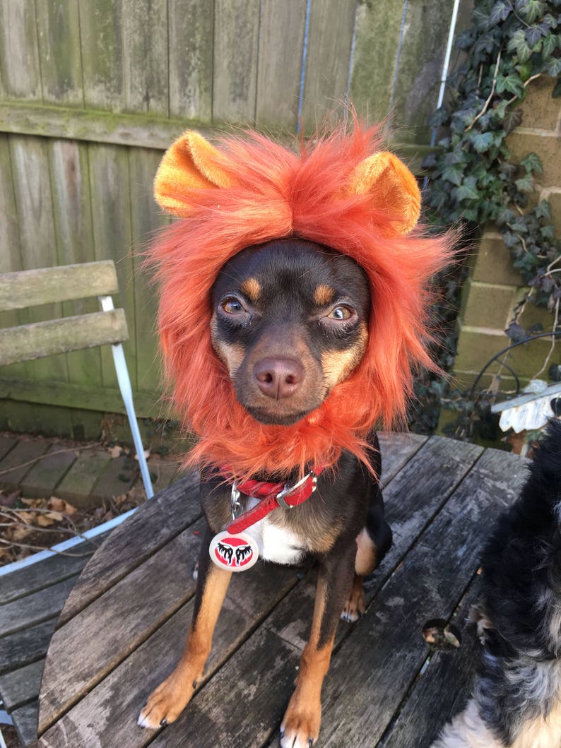 Lion Costume Hat for Cats and Dogs