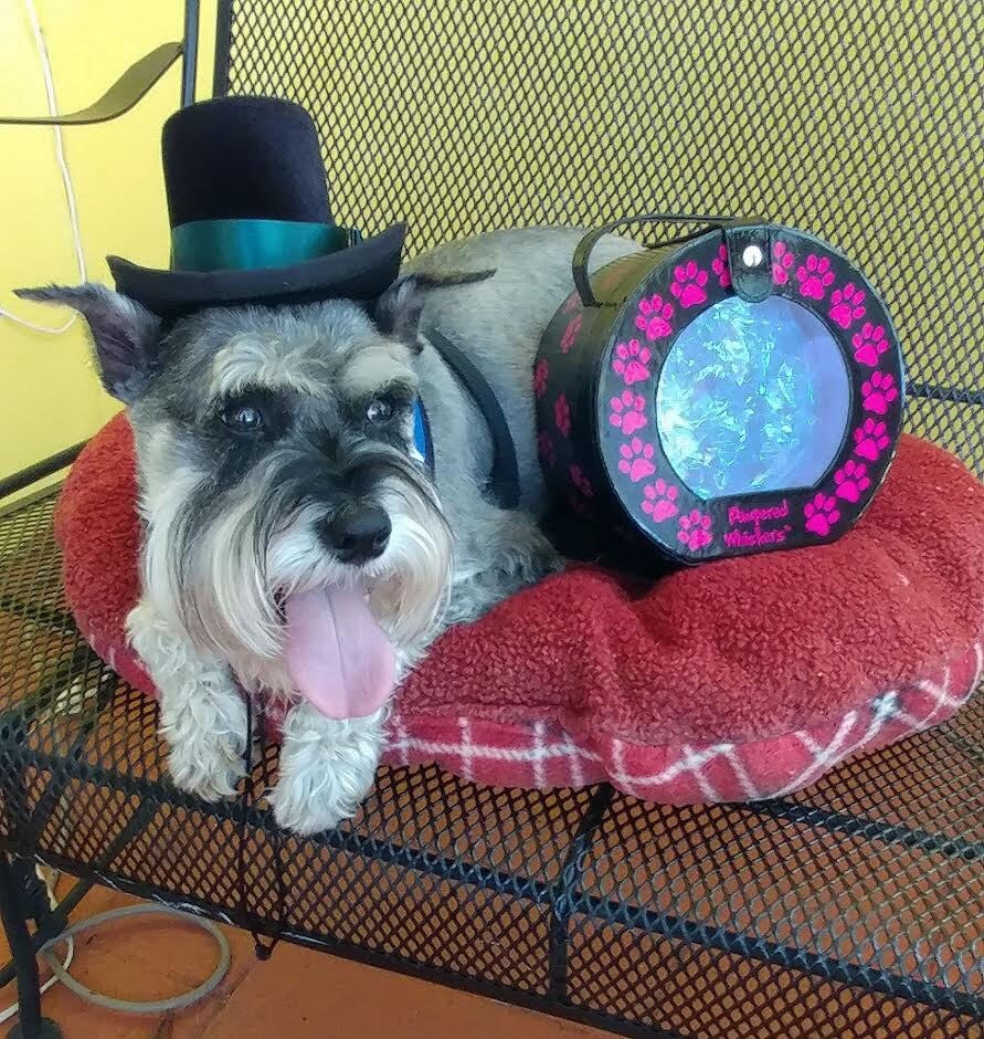 Dog Top Hat Cat Top Hat your choice of ribbon color Dog Etsy