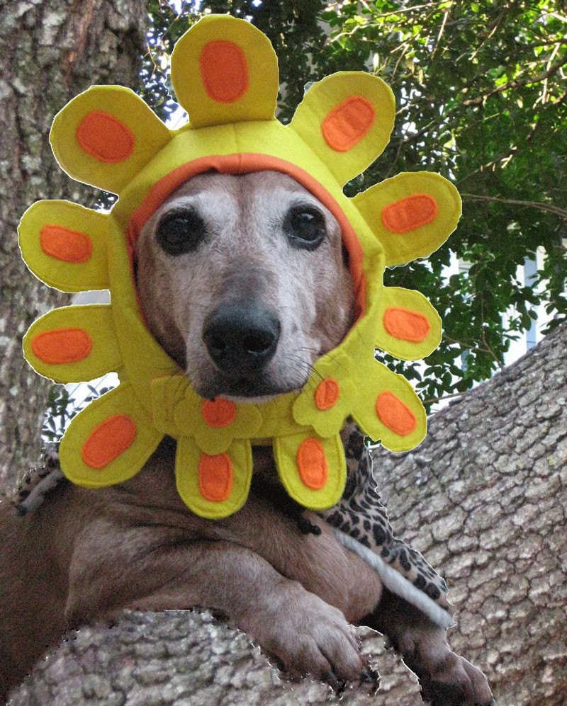 dog flower hat