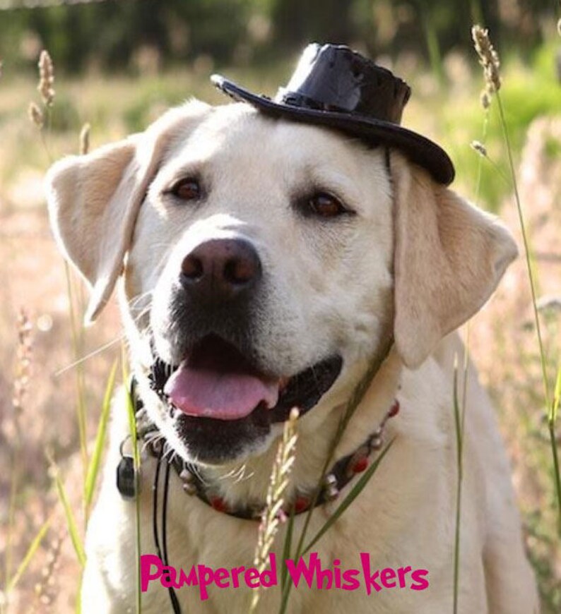 personalized red/_black/_ tan Cowboy Hat for Dogs and Cats Dog/_Cat Cowboy hat for cats and dogs