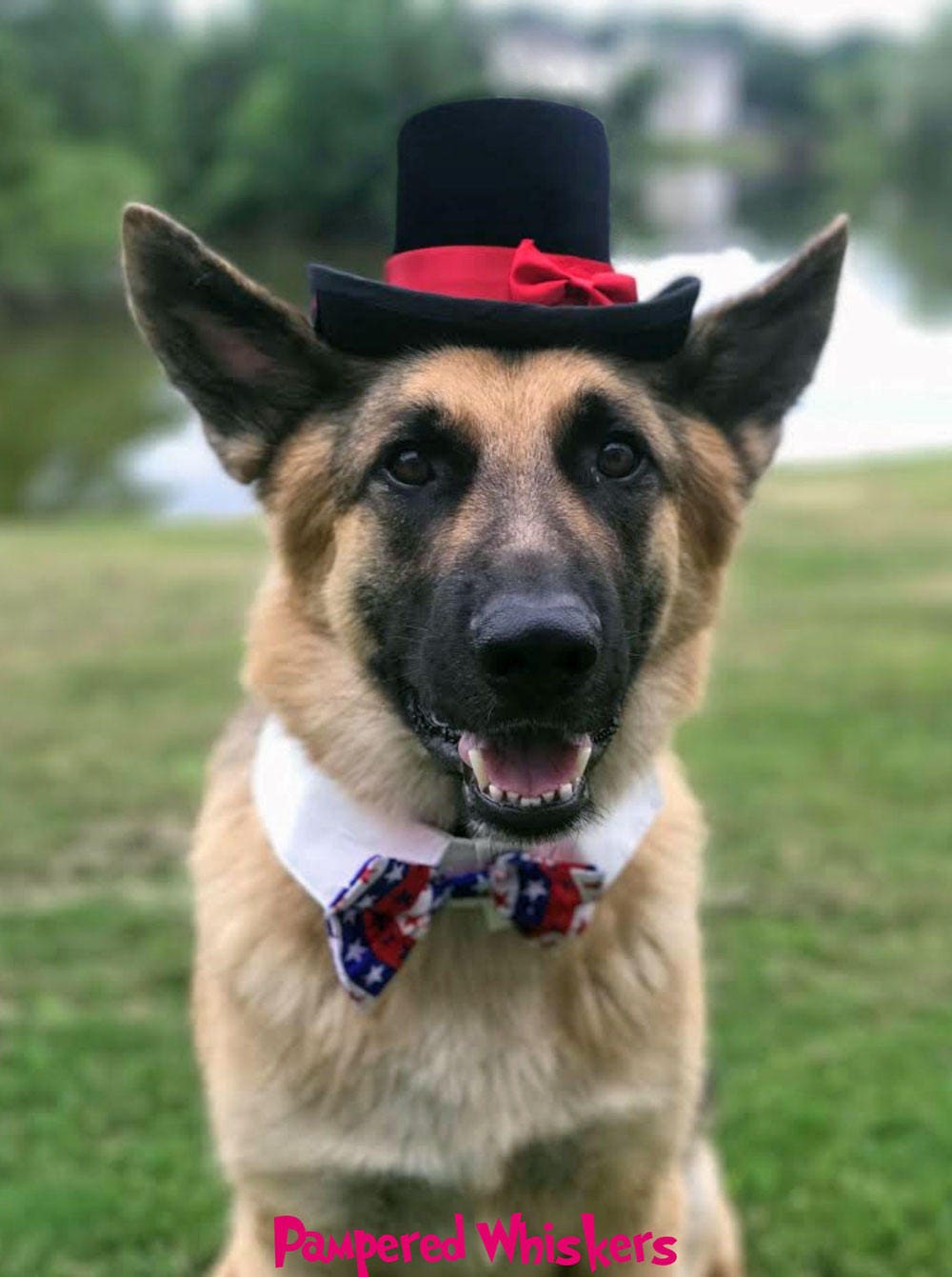 Dog Top Hat - Cat Votre Choix de Couleur Ruban -Chien Chapeau Mariage Costume Chien -Le Aristocratiq