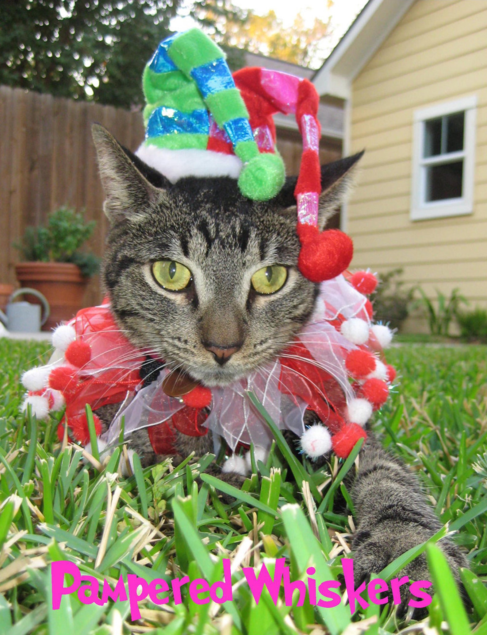Jolly Jester hat for cats and dogs with Lifes a Ball party Etsy